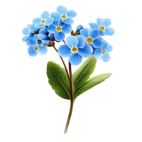 Forget-Me-Nots Cluster with Branch png