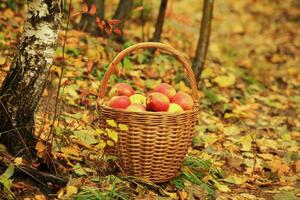 wicker basket full of ripe red apples autumn landscape in yellow tones, still life photo
