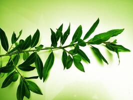 green leaves on a white background. tinting. selective focus. nature photo