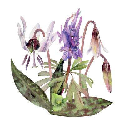 Spring forest flowers, white erythronium trout lily buds, spotted leaves, purple corydalis vetch orchid hand drawn in watercolor. Botanical isolated illustration for wedding, florist shop, stationery