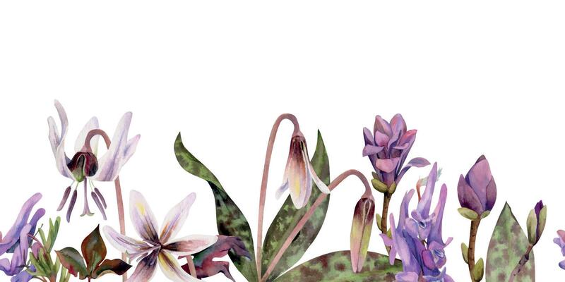 Spring flowers, white erythronium trout lily, mauve magnolia camelia bud, purple corydalis vetch orchid hand drawn in watercolor. Seamless banner illustration for wedding, florist shop, stationery