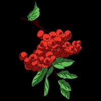 sprig of rowan with leaves vector