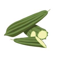 dodka vegetable in green color full view, half cut view and front view illustration vector