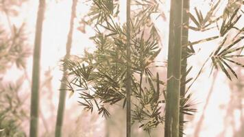 Bamboo grove surrounded by mist in the mountains of china video