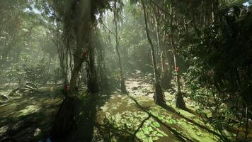 Mysterious jungle with sunlight filtering through trees at midday video