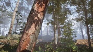 Exploring a tranquil forest landscape with towering trees and lush greenery video
