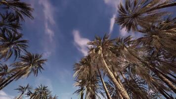 Aerial view of tall palm trees under a clear blue sky in a tranquil afternoon video
