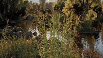 Sunlight filtering through tall grass beside a tranquil pond at dawn video