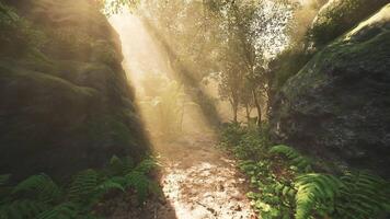 Sunlight filtering through trees in a lush forest path during morning hours video