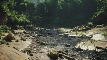 Serene riverbed in Myanmar surrounded by lush green forest during daytime video