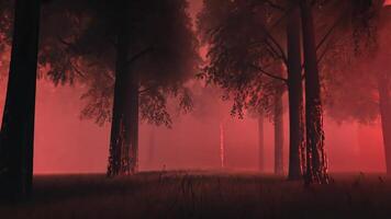 Silhouettes of tall trees stand in a dark, misty forest illuminated by a red glow. video
