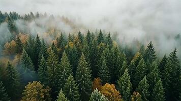 Aerial view of a misty forest with tall pine trees. video