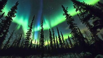 Green aurora borealis lights up the night sky, silhouetted by a forest of trees. video