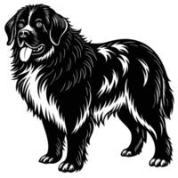 newfoundland black silhouette Design, Icon with white background. vector