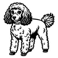 poodle black silhouette Design, Icon with white background. vector