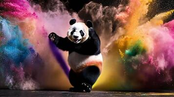 ein spielerisch Panda Bär bedeckt im bunt Pulver steht mit es ist Pfoten oben gegen ein schwarz Hintergrund. video