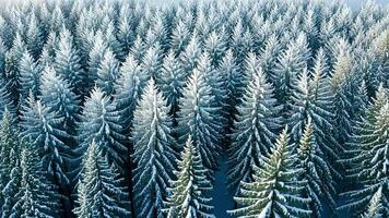 Aerial view of a snowy forest with tall evergreen trees. video
