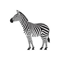 Zebra Illustration in Black and White vector