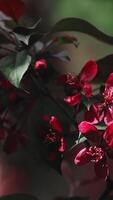 Vertical . Spring background. Branch of crab apple tree with red flowers is in full bloom. video