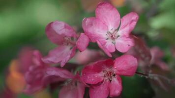 Spring background. Ornamental crab apple tree blossom. Close-up of apple branch with pink flowers. video