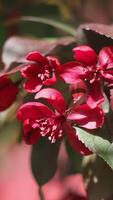 Vertical . Spring background. Closeup of crab apple tree branch with red blossoms. video