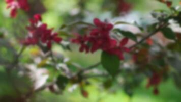 Flowering of ornamental crab apple trees in May. Defocused spring background. video