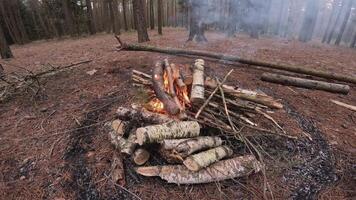 A cozy campfire surrounded by logs is creating a wonderfully warm atmosphere in a tranquil forest setting video