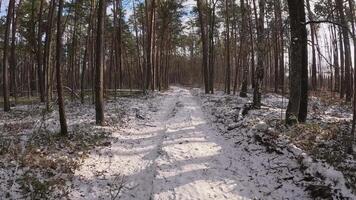 A beautifully serene snowy path is winding gently through a wonderfully tranquil forest during the winter season video