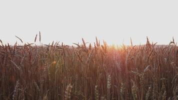 wheat field background 4k slow motion video