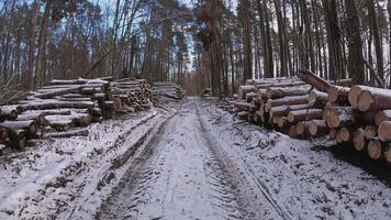 An enchanting snowy forest scene displaying a logging road that is lined with large timber piles on either side video