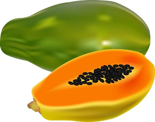 illustration of papaya design on a white background
