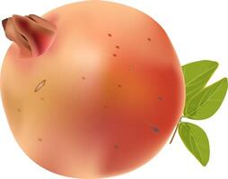 illustration of a single pomegranate design on a white background vector