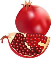 illustration of a single pomegranate design on a white background vector