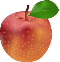 illustration of a single apple design on a white background vector