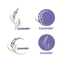 lavender flower illustration design vector