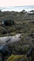 Seal Resting on Rocky Seaweed Shore with Ocean in Iceland video