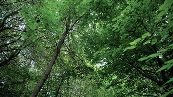 View Upward into Dense Tree Canopy with Interwoven Branches video