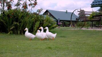 White Ducks Walking Near Rustic Wooden Cart and Green Roof Building video