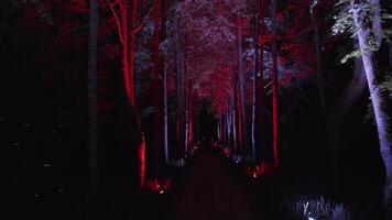 Pathway with Tall Trees Illuminated by Red and Blue Lights at Night video