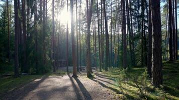 Sunlit Pine Forest with Wooden Structure and Clear Pathway video