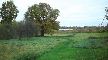 Large Tree in Open Field with Water and Overcast Sky video
