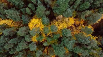 Aerial View of Forest with Green Pines and Yellow Foliage in Autumn video