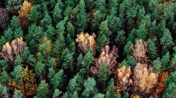 Aerial View of Dense Forest with Evergreen and Deciduous Trees in Autumn video