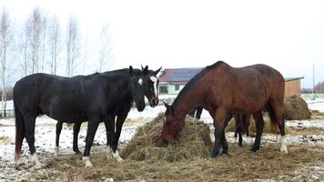 Horses Gather Around Hay in Snowy Field with Rustic Barn video