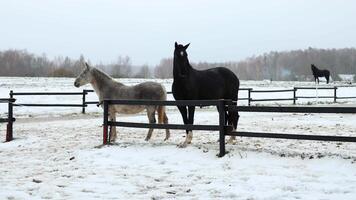 Horses in Snow Covered Paddock with Bare Trees in Winter video