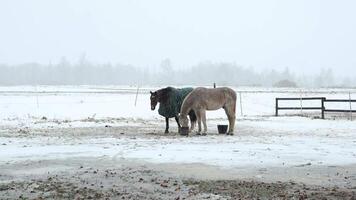 Two Horses in a Snowy Field with Bare Trees and Wooden Fence video