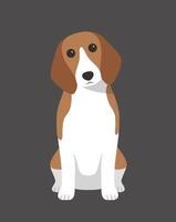 Beagle dog is sitting waiting for taking a picture. vector