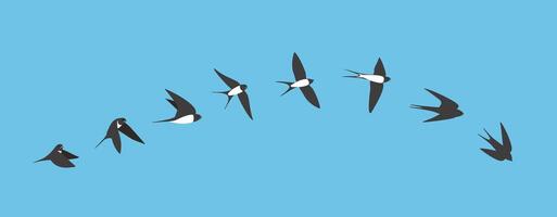 Flying sequence of swallow, multiple exposure, vector