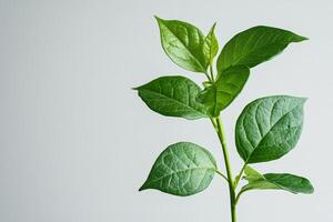 Green plant sprouting with lush leaves against a neutral background in a bright indoor setting photo