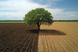 Plowed field with a solitary tree under clear sky in rural landscape during springtime photo